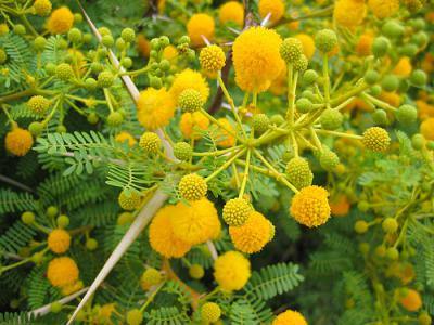 Acacia Horrida