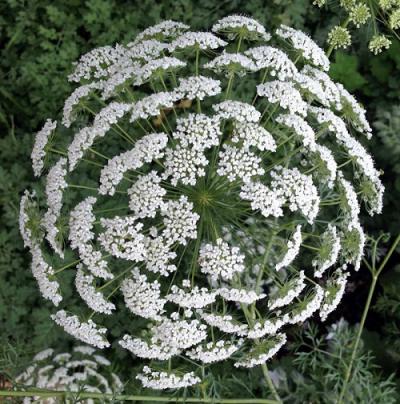 ammi majus