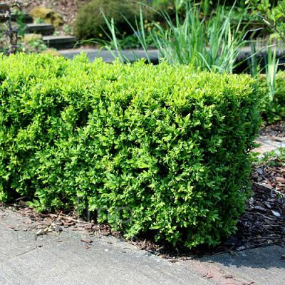 buxus sempervirens