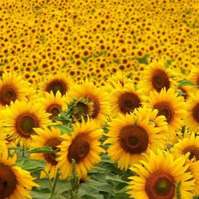 girasol