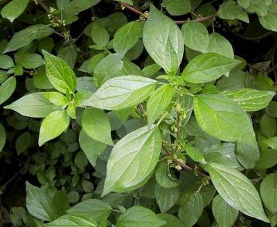 parietaria gnosisonline