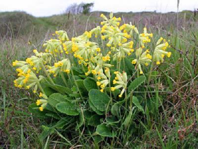 primula veris